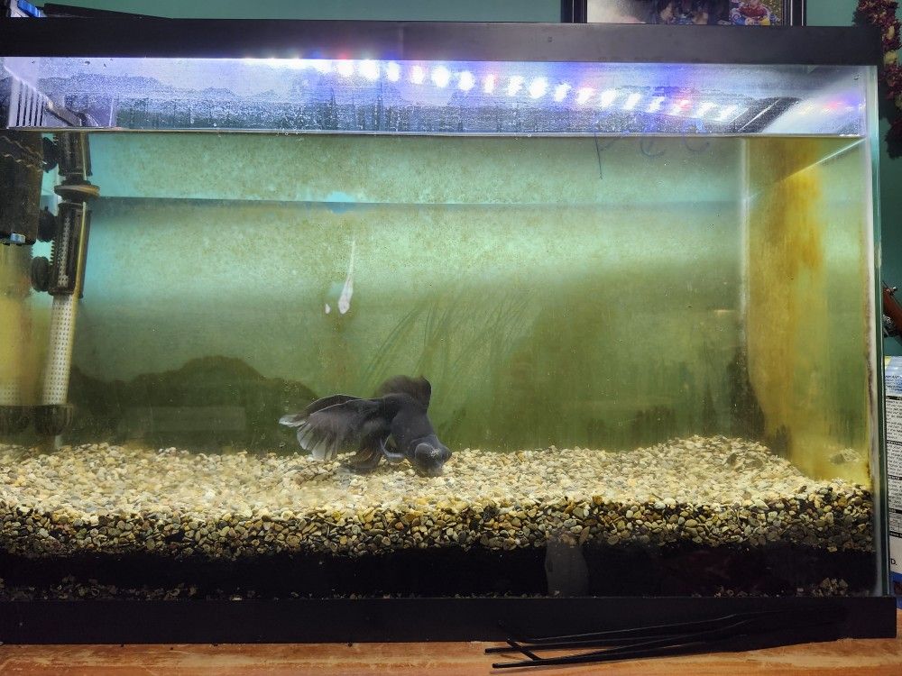 Fish Tank And Supplies For Sale