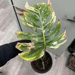 Monstera Albo Cutting