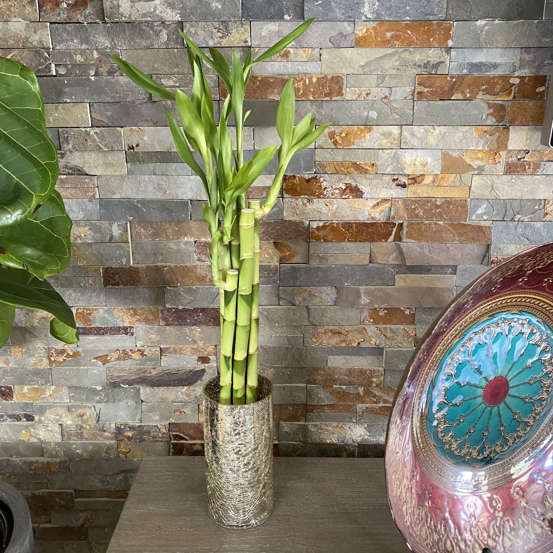 6 Large/tall Lucky Bamboo - 2 Feet Long stalks