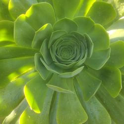 Hermosa Planta Natural En Forma De Flor. Super Grande.