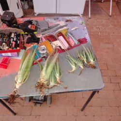 Lots And Lots Of Aloe Vera Plants For Sale Cheap Hurry Before They're Gone