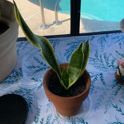 Snake Plant Baby
