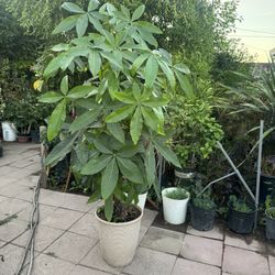 Huge Money Tree Almost 6ft