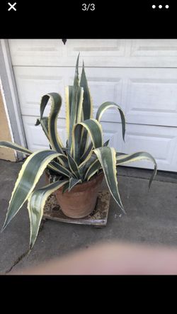 Large succulent