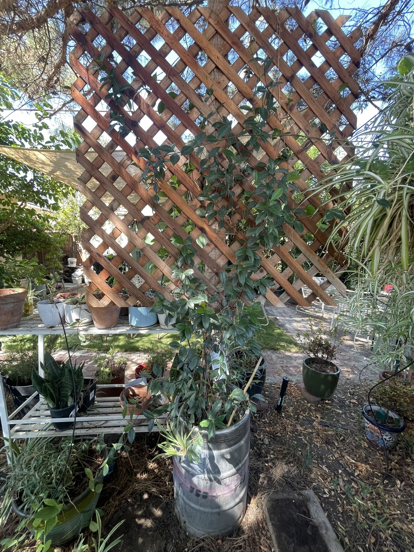 Climbing Plant With Keg Pot 