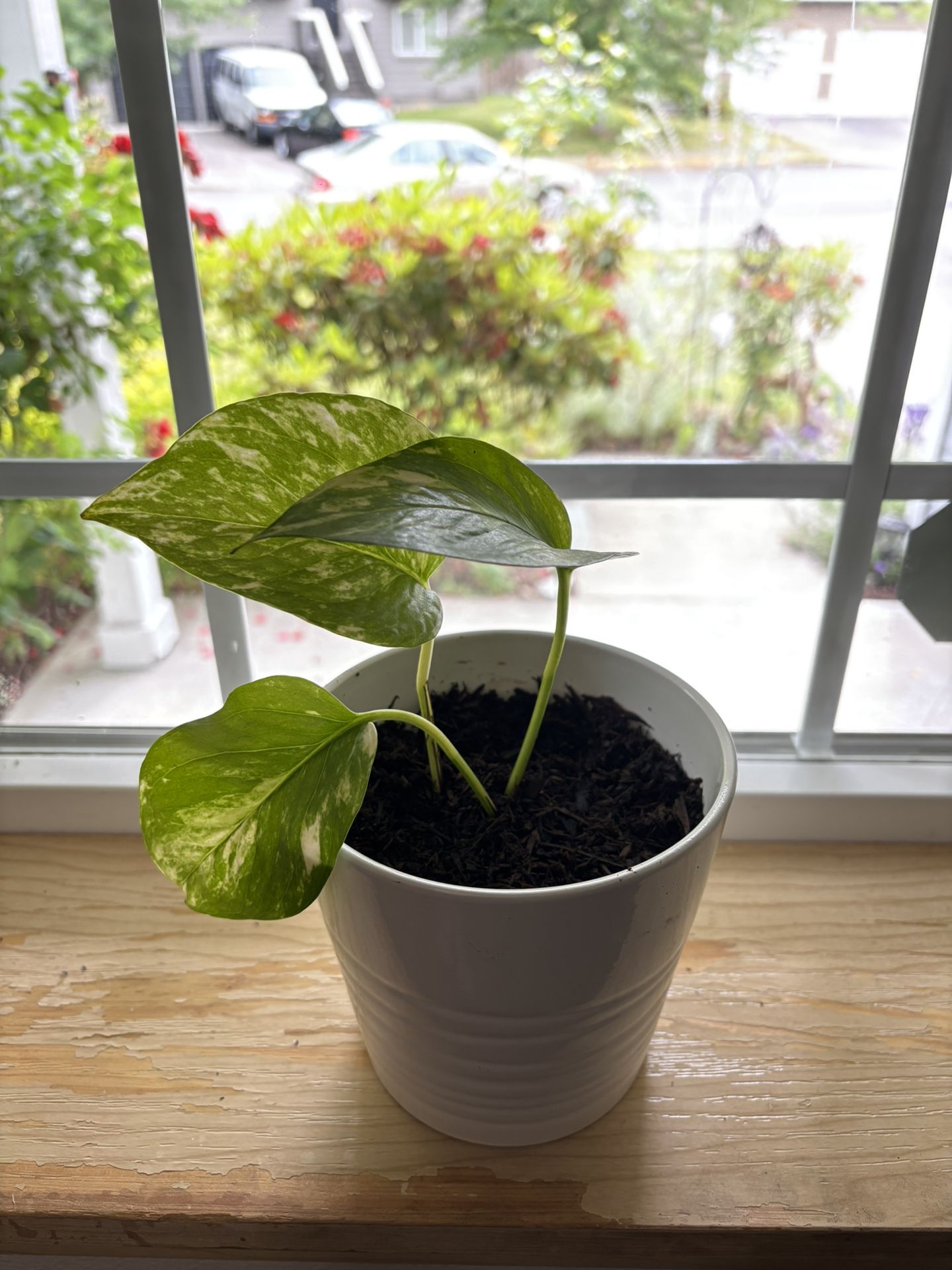 Pothos In ceramic pot
