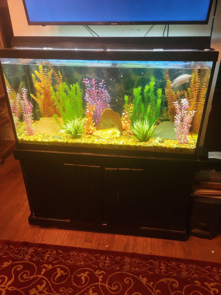Large Fish Tank - Entire Setup