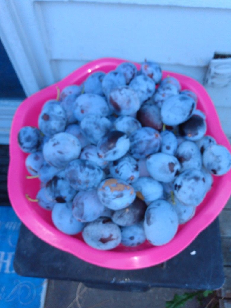 Very sweet organic plum. $1.00 Per Pound