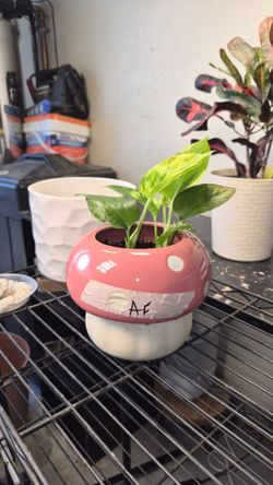 Starter Pothos plants