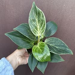 4” Birkin Philodendron 