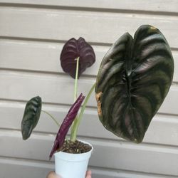 4” alocasia cuprea