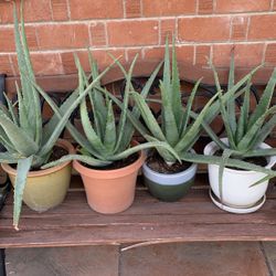 Huge Blowout Sale Clearance On All Plants For Sale