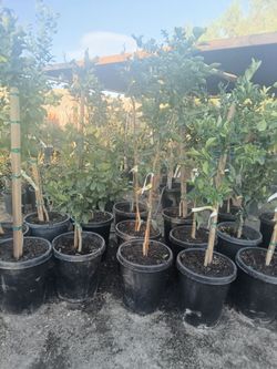Citrus trees  and palms and roses