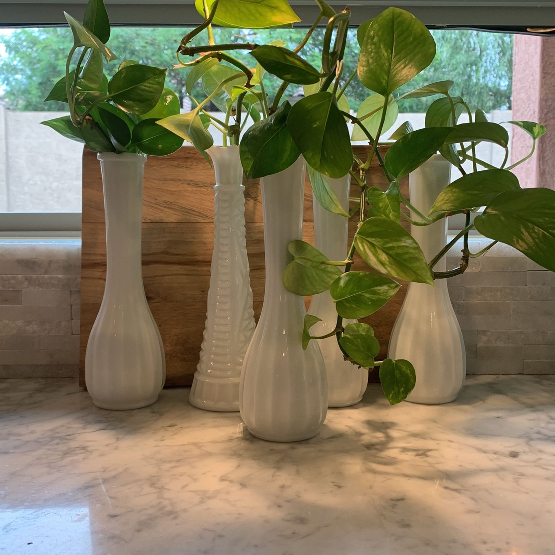 Pothos Cuttings in Water with Vase