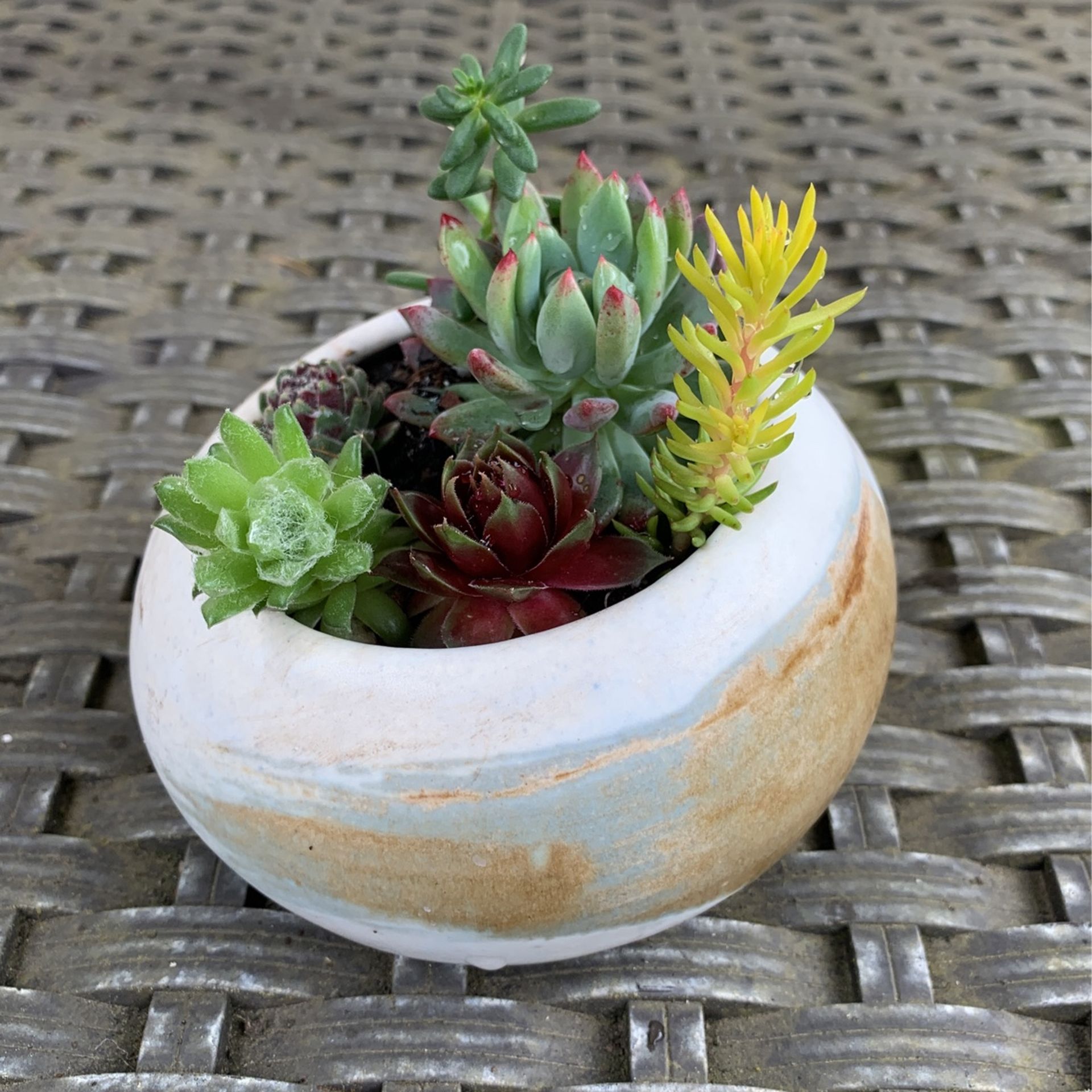 Colorful succulents In white, blue, Brown Hints Handmade ceramic pot with the plate