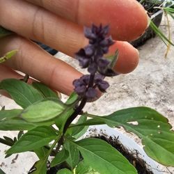 Thai Basil Plant/herb Rooted, With Flowers