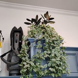 Pothos njoy houseplant 6" with long runners $20 EACH plant ...purchased 3 months ago -i have 4.