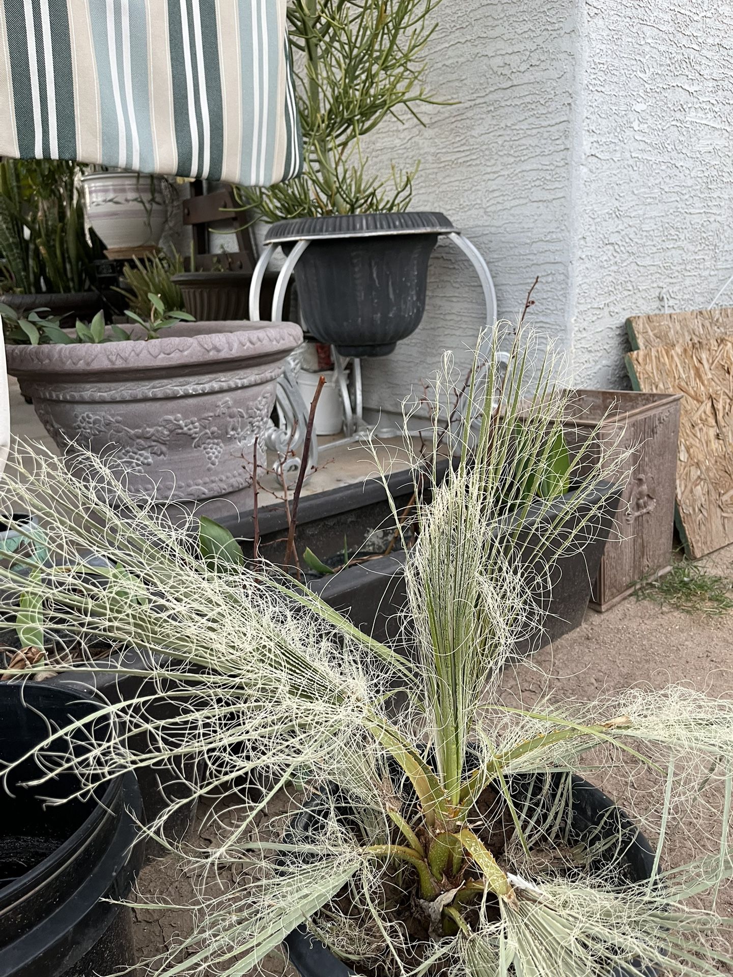 $18 Mexican Palm Tree 2 Feet Tall