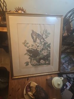 Audubon birds