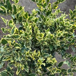 Lagastramo Veriguera / Waxleaves 