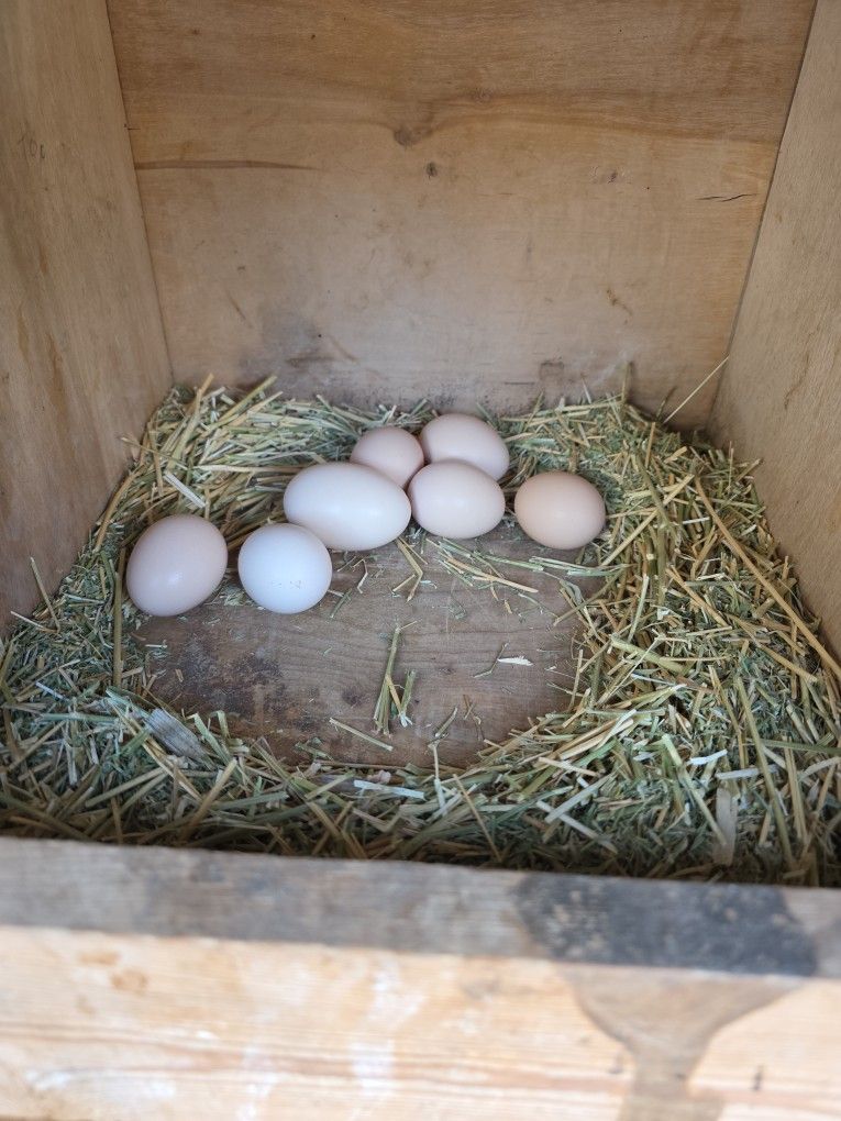 Silkies Eggs