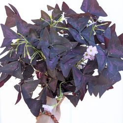 Oxalis Triangularis Purple Shamrock Plant 6" Pot - Indoor House Plants