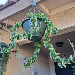 Large Hoya Hindu Rope Compacta Plant $65