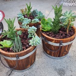 Succulents Pots