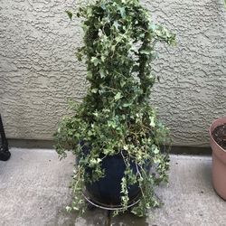 A pot of Climbing Ivy in a pretty blue glazed pot 