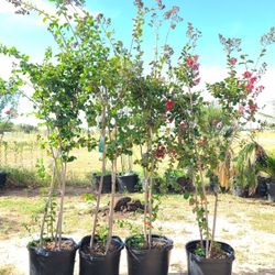 Crape Myrtle Trees 15gallon Miss  Frances