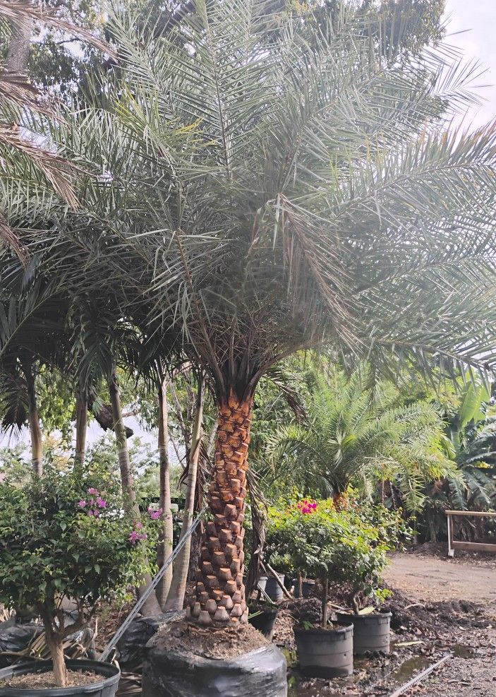 Sylvester Palm Tree $200 Per Ft trunk Diamond Cut Included