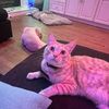 OrangeCat567
