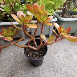 Beautiful red Jade plant well rooted money tree