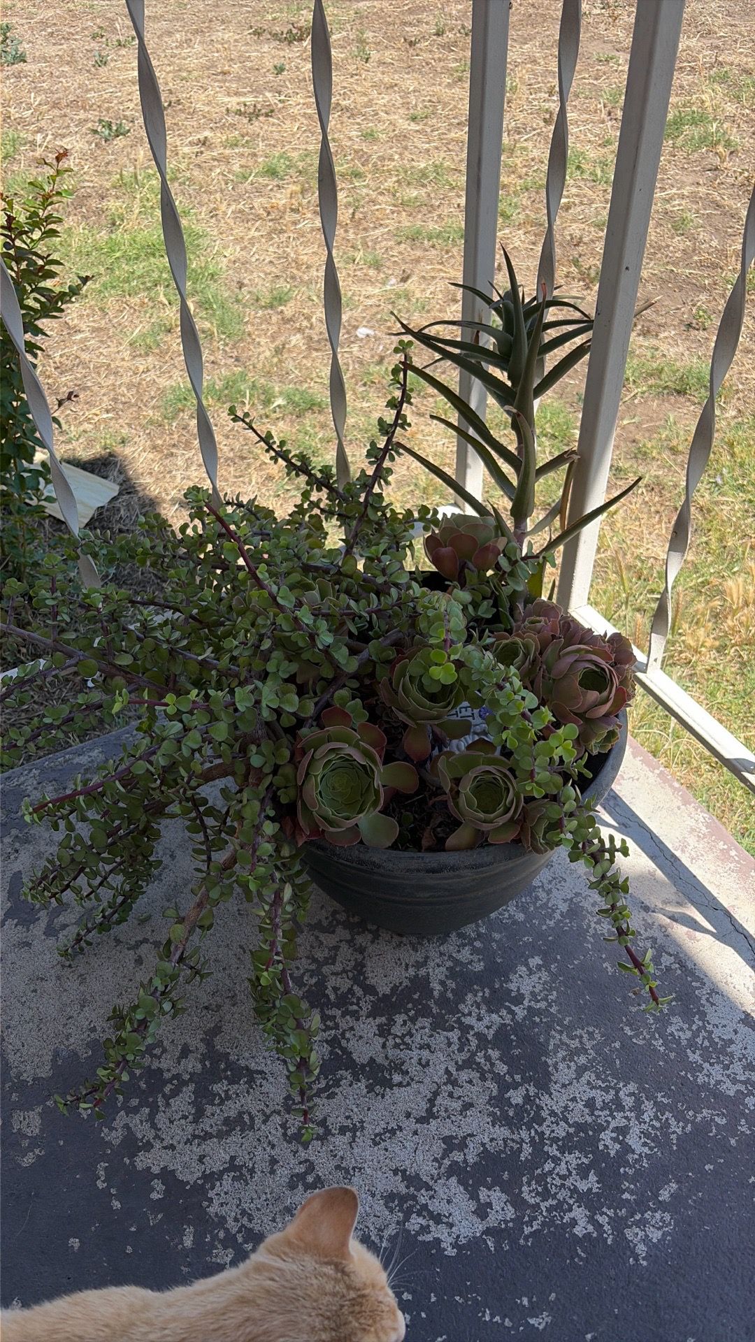Succulent