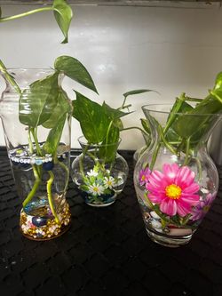 Pothos Cuttings in Decorative Glass Vases $6 and $8 each