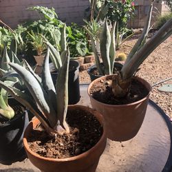 Blue Agave Plant