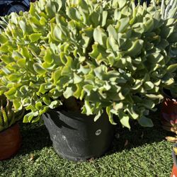 Ripple Jade Tree In 5 Gallon Pot  