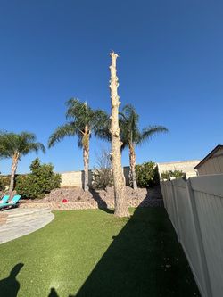 Free Firewood