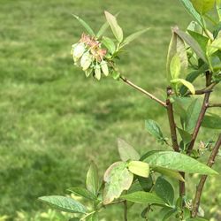 Blueberry Bush Sale