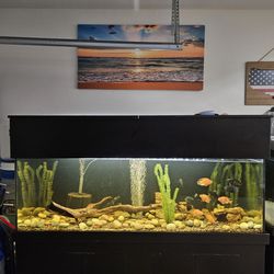 180 Gallon Fish Tank Aquarium Decorations (No Fish, No Tank/Stand)