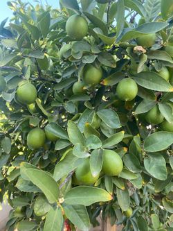 Fresh Limes / limones