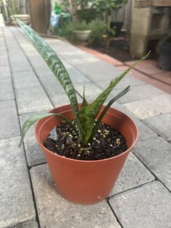 Snake Plant
