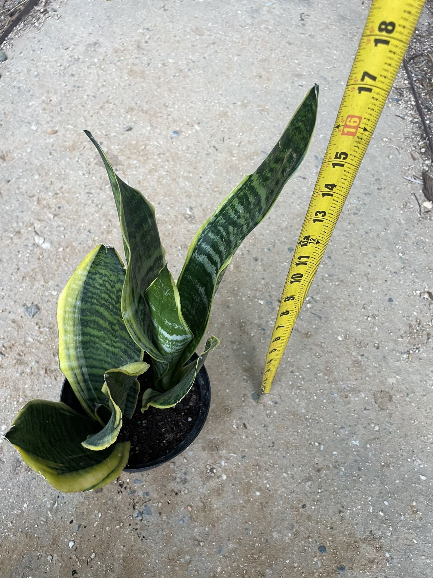 6” Pot Super Healthy Snake Plant, 95820