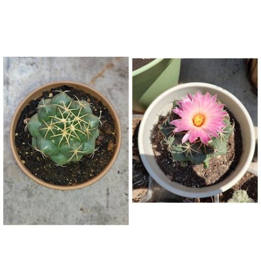 Elephants tooth Coryphantha elephantidens 2 x 3 brown pot