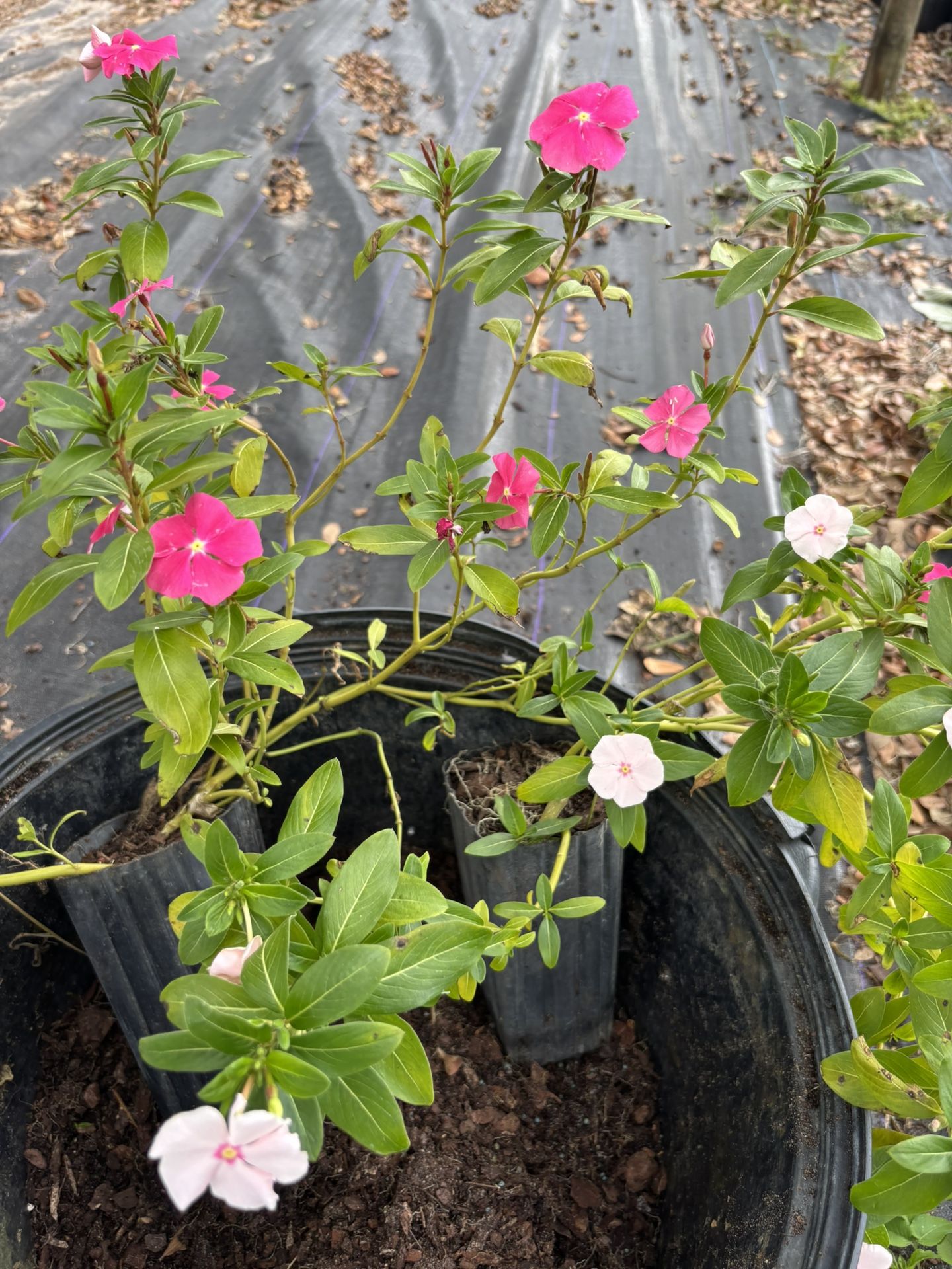 Periwinkle (Catharanthus roseus) plant well rooted 12” tall in 4” pot
