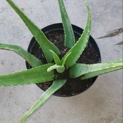 Aloe Vera Plant / Planta De Sabila / Succulent Aloe