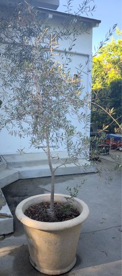 Olive Tree — Single Trunk + Decorative Pot