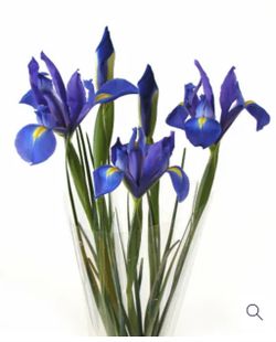 Vibrant Blue Compact Iris On Sale- 5 root divisions $10