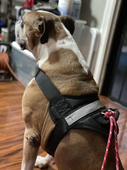 Dog Harness Large