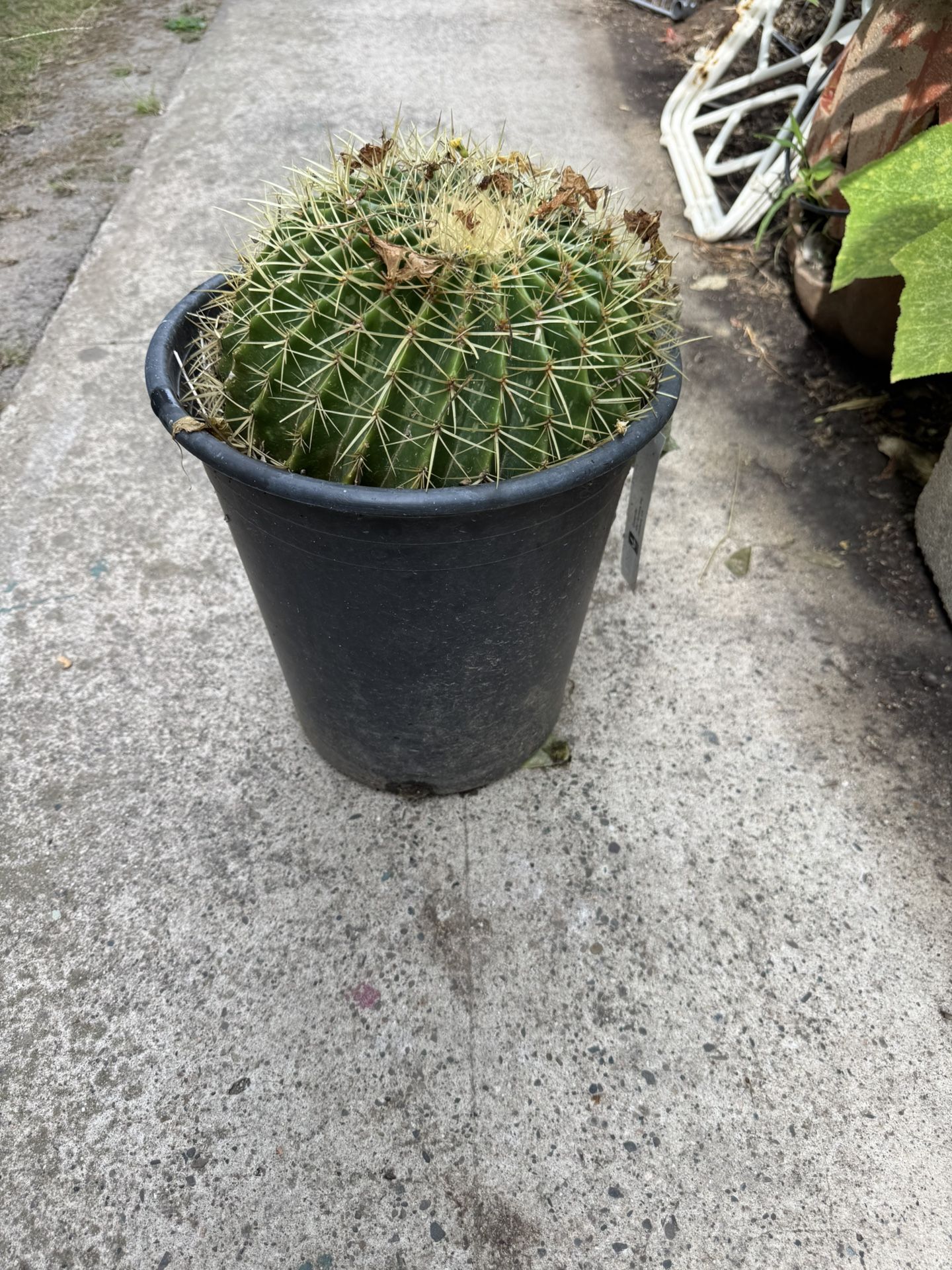 Golden barcel. Cactus. π΅ Ruady To. go